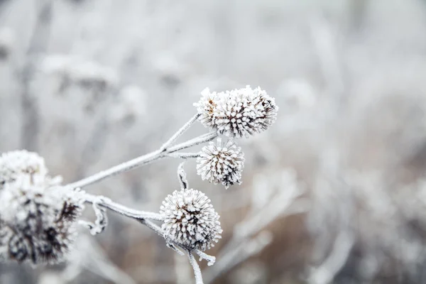 Bevroren plant — Stockfoto