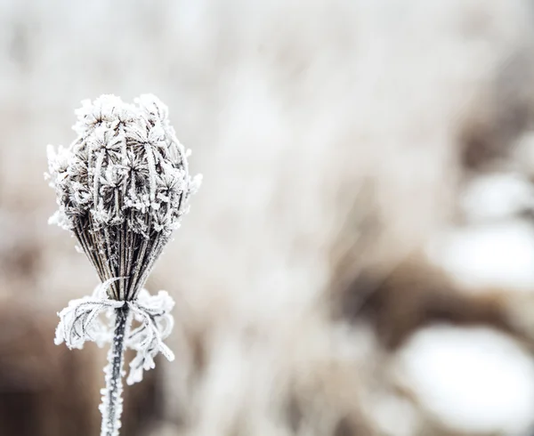 Bevroren plant — Stockfoto