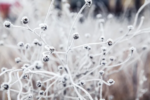 Bevroren plant — Stockfoto