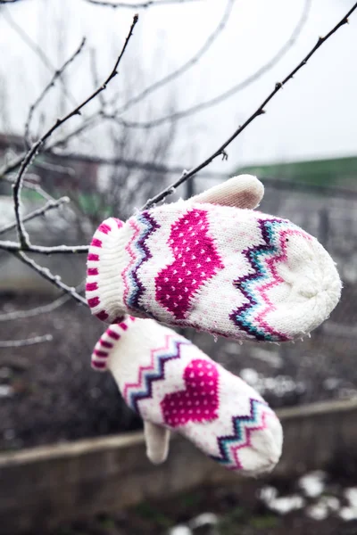 Frozen plant with beautiful warm gloves — Stock Photo, Image