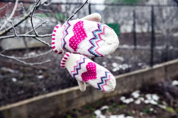 Frozen plant with beautiful warm gloves — Stock Photo, Image