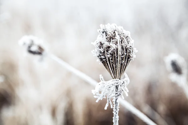 Bevroren plant — Stockfoto