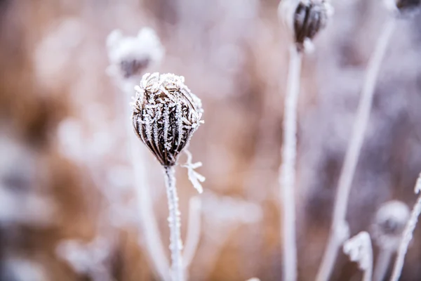 Bevroren plant — Stockfoto