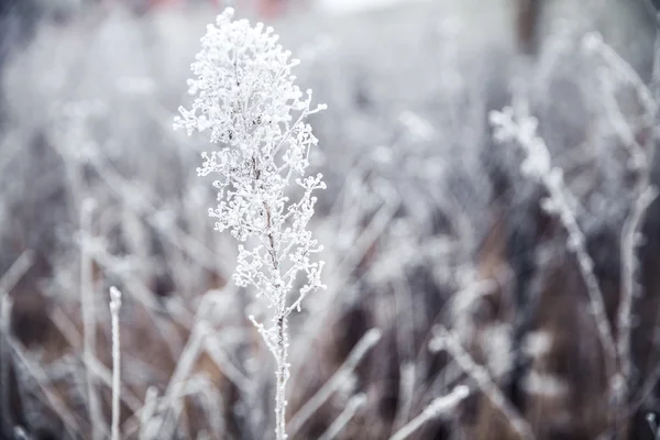 Bevroren plant — Stockfoto