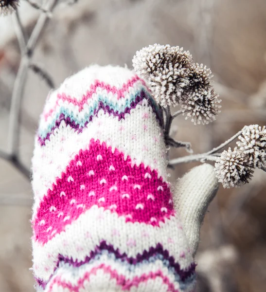 Frozen plant with beautiful warm gloves — Stock Photo, Image
