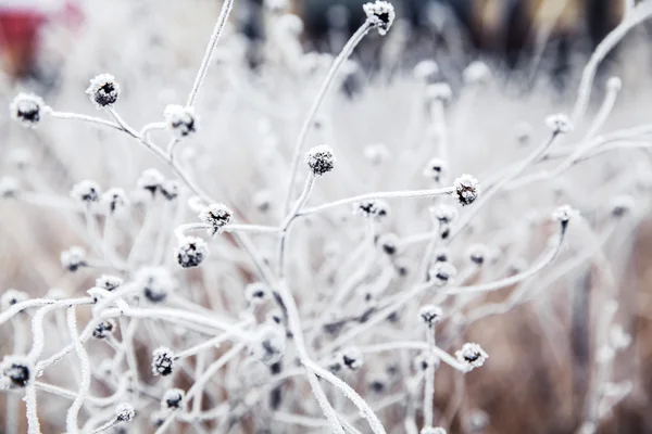 Bevroren plant — Stockfoto