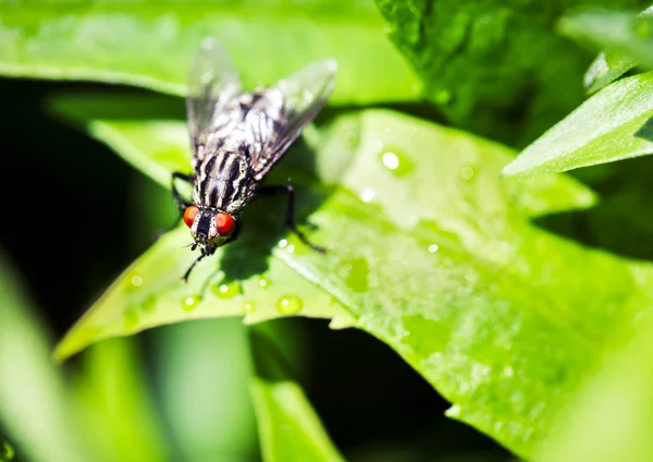 Closeup of a fly on a green leaf — Stock Photo, Image