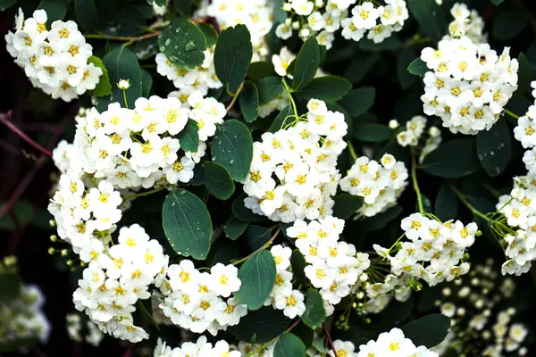 Zweig mit kleinen weißen Blumen, die in einem Garten blühen. Frühling — Stockfoto