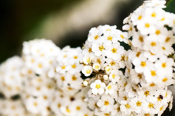 Ramo con piccoli fiori bianchi che fioriscono in un giardino. primavera — Foto Stock