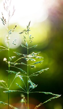 gün batımı arka plan günbatımı çim.
