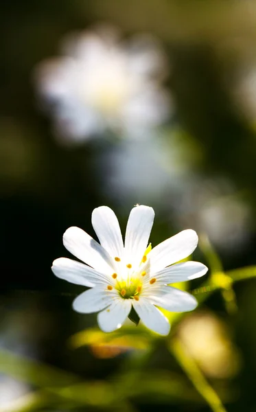 Anemone white flower — Stock Photo, Image