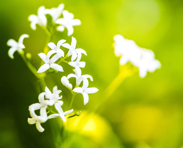 Pequenas flores brancas com centros amarelos — Fotografia de Stock