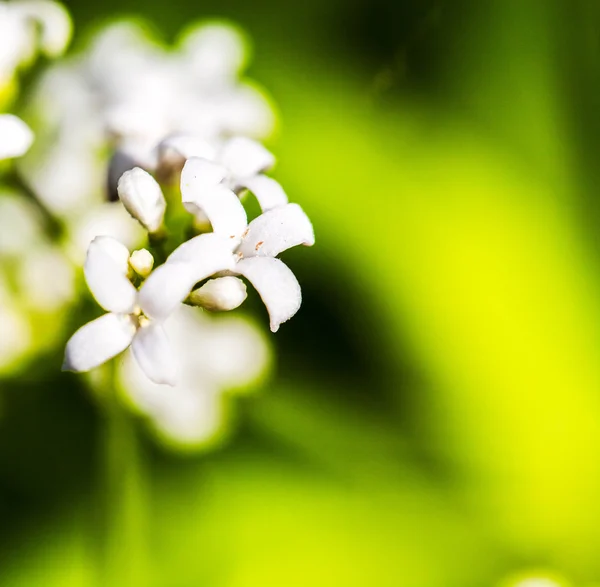 Pequenas flores brancas com centros amarelos — Fotografia de Stock