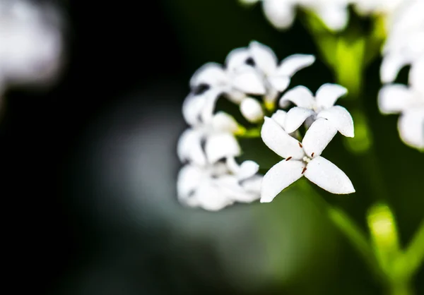 Kleine weiße Blüten mit gelben Zentren — Stockfoto