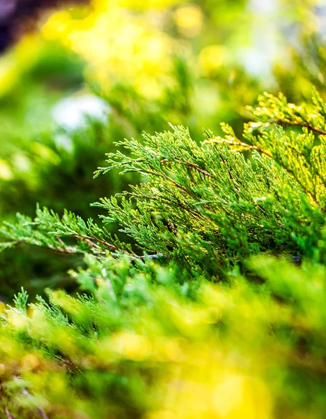 Green bushes in garden in sunset — Stock Photo, Image