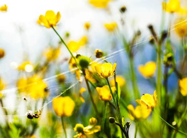 Geel bloei bij riverside — Stockfoto