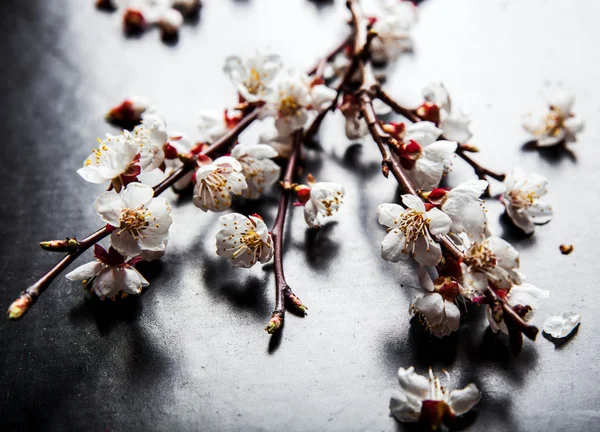 黒地に花の花咲くアーモンドの枝 — ストック写真