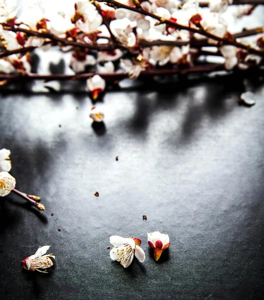 Ramo di fiore di mandorla in fiore su sfondo nero — Foto Stock