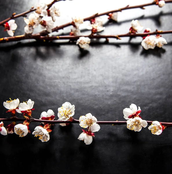 Branch of blossoming almond flower on a black background — Stock Photo, Image