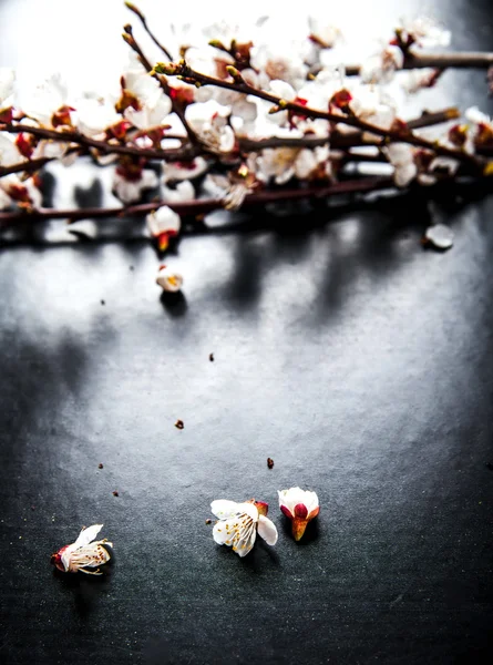 黒地に花の花咲くアーモンドの枝 — ストック写真