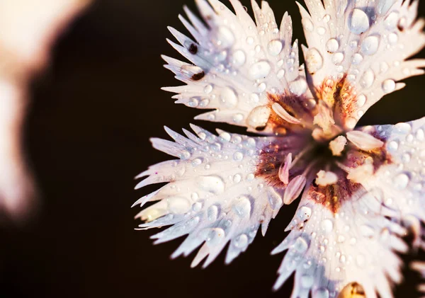 Bahçedeki güzel pembe çiçekler — Stok fotoğraf