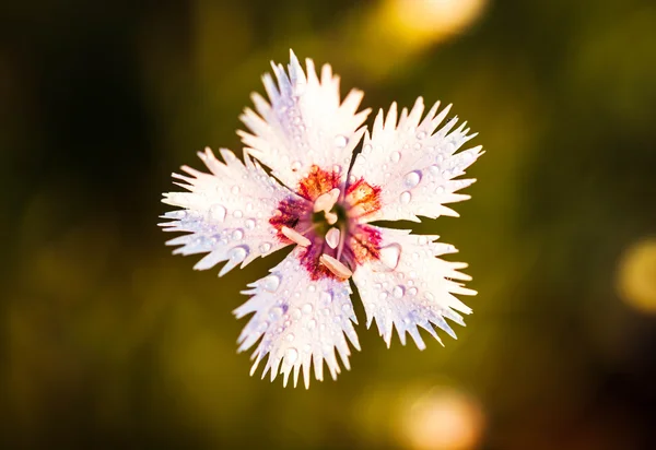 Belas flores cor de rosa no jardim — Fotografia de Stock