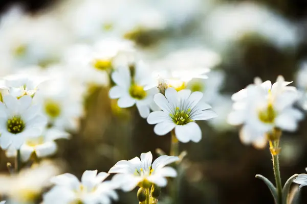 Beautiful pink flowers in the garden — Stock Photo, Image