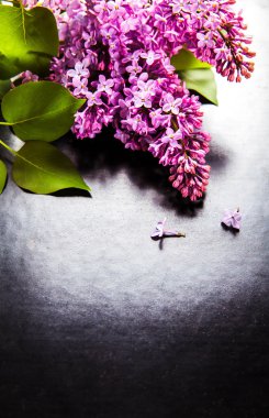 siyah zemin güzel leylak