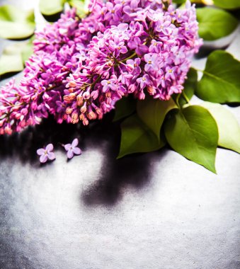 siyah zemin güzel leylak