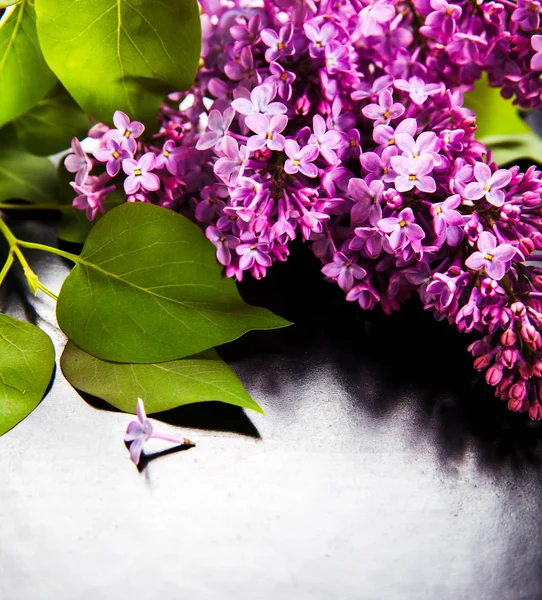 The beautiful lilac on a black background — Stock Photo, Image