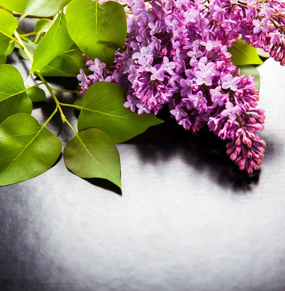 The beautiful lilac on a black background — Stock Photo, Image