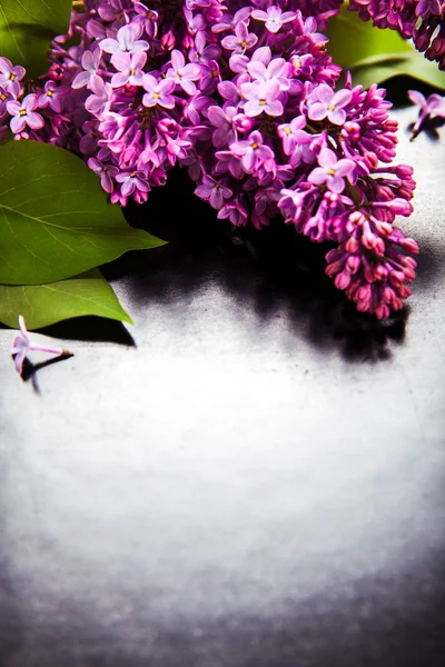 The beautiful lilac on a black background — Stock Photo, Image
