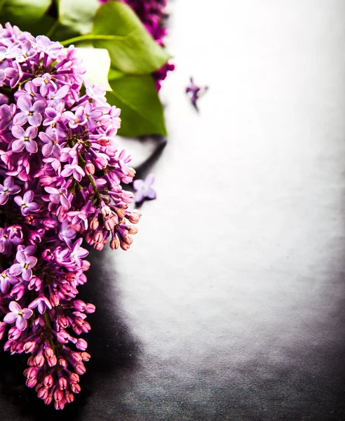 Den vackra lila på svart bakgrund — Stockfoto