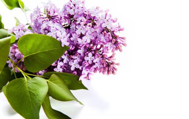 Çiçek açan leylak çiçekleri