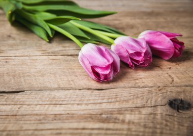 Flowers. tulips on a wooden background with space for text