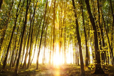 ormanda günbatımı. Doğa