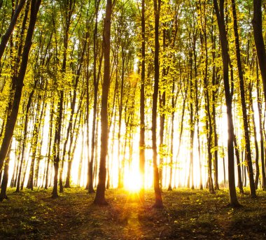 ormanda günbatımı. Doğa