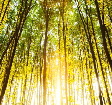 ormanda günbatımı. Doğa