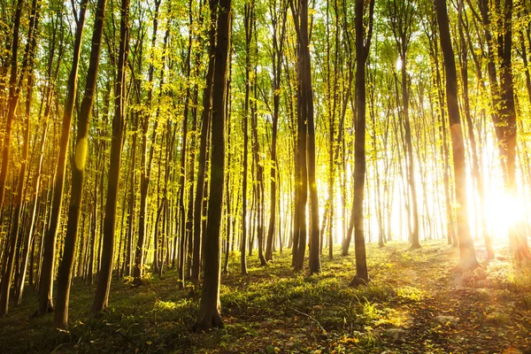 Zonsondergang in het bos. natuur — Stockfoto