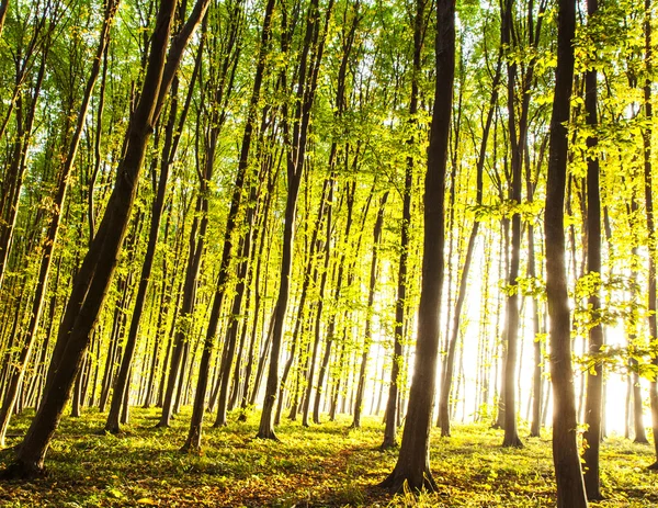 Zonsondergang in het bos. natuur — Stockfoto