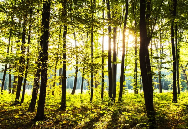 Zonsondergang in het bos. natuur — Stockfoto