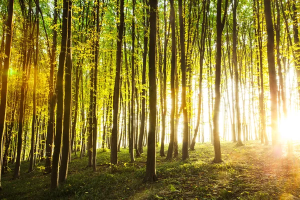 Zonsondergang in het bos. natuur — Stockfoto