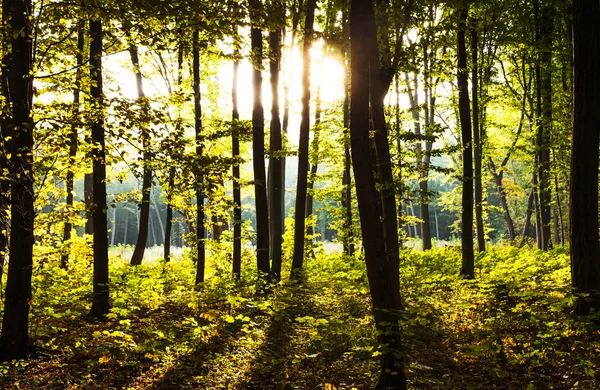 Sunset in the woods. nature — Stock Photo, Image