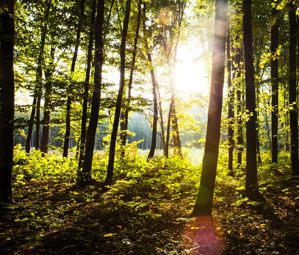 Puesta de sol en el bosque. naturaleza —  Fotos de Stock