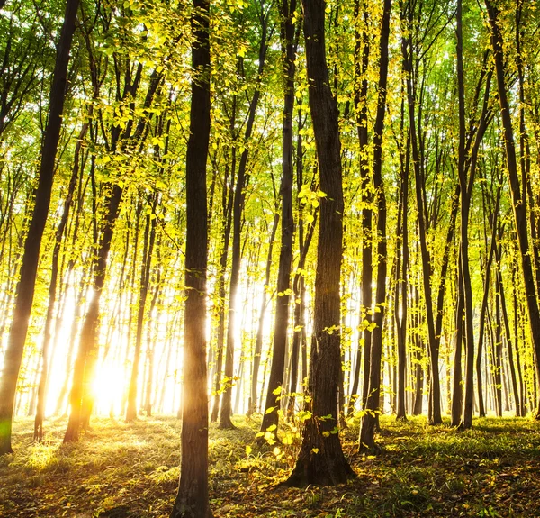 Zonsondergang in het bos. natuur — Stockfoto