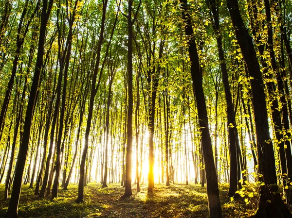 Zonsondergang in het bos. natuur — Stockfoto