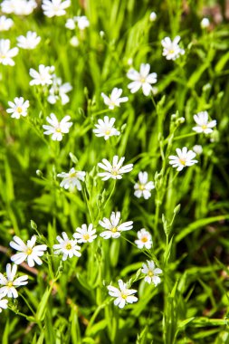 Ormanda beyaz çiçek şakayığı