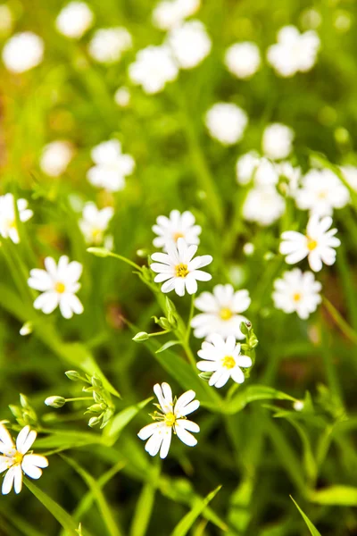 Flores brancas anêmona na floresta — Fotografia de Stock