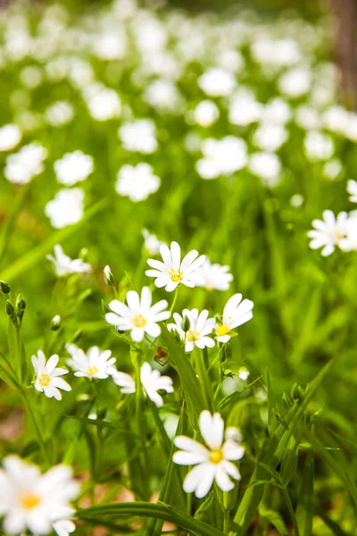 White flowers anemone in forest — Stock Photo, Image