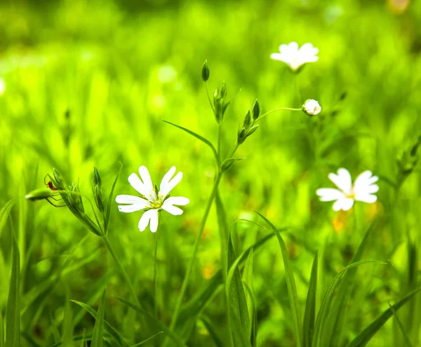 Flores blancas anémona en el bosque — Foto de Stock